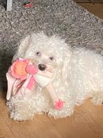 Maltipoo reutje, Dieren en Toebehoren, Honden | Chihuahua's en Gezelschapshonden, Overige rassen, CDV (hondenziekte), 1 tot 2 jaar