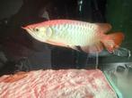 Potamotrygon super red, Dieren en Toebehoren, Vis