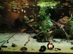 Prachtig gekleurde guppen mix endler/ fancy guppen, Dieren en Toebehoren, Vissen | Aquariumvissen, Vis, Zoetwatervis