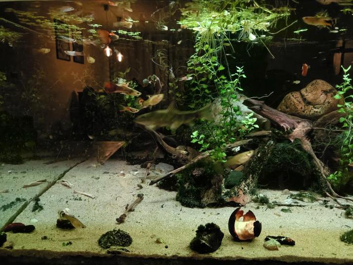 Prachtig gekleurde guppen mix endler/ fancy guppen, Dieren en Toebehoren, Vissen | Aquariumvissen, Zoetwatervis, Vis