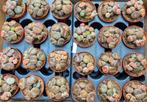 Lithops mix potjes potmaat 8, Ophalen of Verzenden, Overige soorten, Minder dan 100 cm