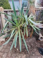 Bonte Yucca, Tuin en Terras, Ophalen, Vaste plant, Overige soorten, Volle zon