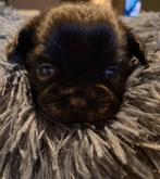 Shiranian pups (F1b)(shih tzu x shih tzu/pomeriaan), Dieren en Toebehoren, Honden | Chihuahua's en Gezelschapshonden, Overige rassen