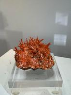 Crocoiet uit Tasmanië, Ophalen of Verzenden, Mineraal