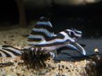 Hypancistrus L046 l46 te koop, Vis