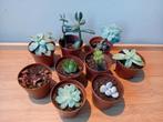 9 vetplantjes set 5cm, Ophalen, Vetplant, Halfschaduw, In pot