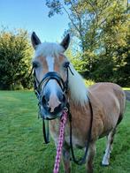 Bijrijdster/verzorgster gezocht, Dieren en Toebehoren, Ophalen of Verzenden