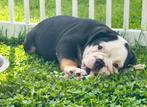 Engelse Bulldog puppy, Dieren en Toebehoren, Honden | Bulldogs, Pinschers en Molossers, België, Rabiës (hondsdolheid), 8 tot 15 weken