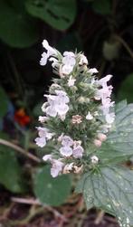 Nepeta cataria - Kattenkruid zaden, Tuin en Terras, Ophalen of Verzenden, Voorjaar, Volle zon, Zaad