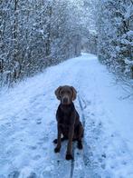 Hondenoppas gezocht, Particuliere oppas