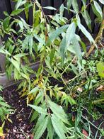 Zoete Nectarin plant (5x), Ophalen of Verzenden, Overige soorten, Volle zon