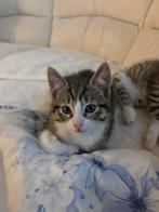 mooie kitten 9 weekjes oud, Dieren en Toebehoren, Katten en Kittens | Overige Katten, Kater