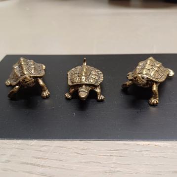 SCHILDPAD LANDSCHILDPADDEN  beschikbaar voor biedingen