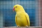 Broedkoppel Lutino Halsbanden, Dieren en Toebehoren, Meerdere dieren, Parkiet, Geringd
