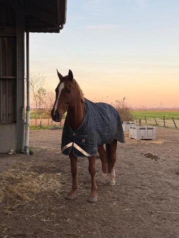 Lieve verzorger gezocht! beschikbaar voor biedingen
