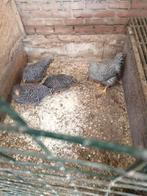 Amrock hennen, Dieren en Toebehoren, Pluimvee, Vrouwelijk, Kip