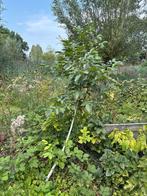 Walnotenboom t.e.a.b., Tuin en Terras, Planten | Bomen, Bloeit niet, Overige soorten, 100 tot 250 cm, Ophalen