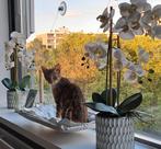 Poes, knuffelig, heel lief, bruin met een beetje rood., Dieren en Toebehoren, Katten en Kittens | Overige Katten, Poes, Kortharig