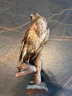 Opgezette buizerd – authentiek oud preparaat – decoratief, Ophalen