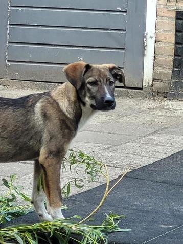 Lulu, lieve enthousiaste pup teef 6 maanden beschikbaar voor biedingen