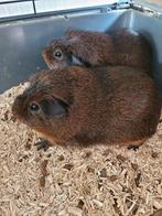 Twee cavia's + kooi en toebehoren, Dieren en Toebehoren, Knaagdieren, Mannelijk, Cavia, Na 1 juli 2024