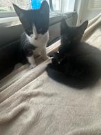 Kittens, Dieren en Toebehoren, Katten en Kittens | Overige Katten, Poes
