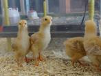 New Hampshire kuikens | Grote kippen | Gesekste kuikens!, Kip, Vrouwelijk