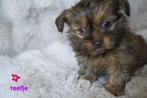 Stoere kleine boomer pups., Dieren en Toebehoren, Nederland, Overige rassen, 8 tot 15 weken, CDV (hondenziekte)
