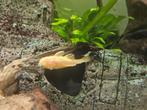 Albino Ancistrus Algeneter, Dieren en Toebehoren, Vis