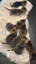 ‍ cat, Dieren en Toebehoren, Katten en Kittens | Raskatten | Korthaar, Poes