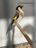Mooi koppel putters, Meerdere dieren, Wildzangvogel