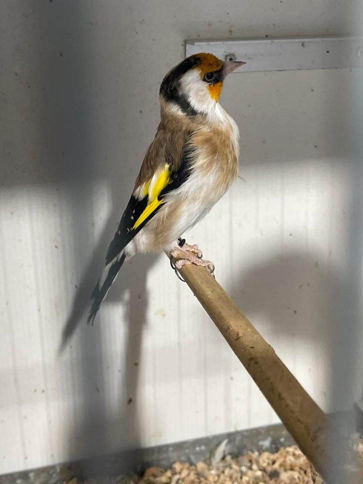 Mooi koppel putters, Dieren en Toebehoren, Vogels | Overige Vogels, Wildzangvogel, Meerdere dieren