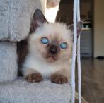 Kittens Ragdoll, Dieren en Toebehoren, Katten en Kittens | Raskatten | Langhaar