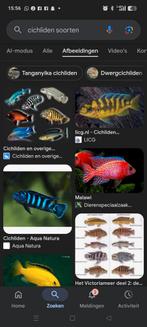 cichliden gezocht jonkies, Dieren en Toebehoren, Vissen | Aquariumvissen