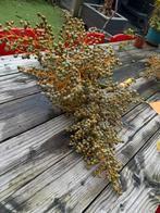 Verse dadelpalm takken te koop. Ook gedroogde veschikbaar, Huis en Inrichting, Woonaccessoires | Droogbloemen, Ophalen of Verzenden