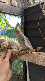Jonge Valkparkiet wildkleur, Meerdere dieren, Parkiet, Tam