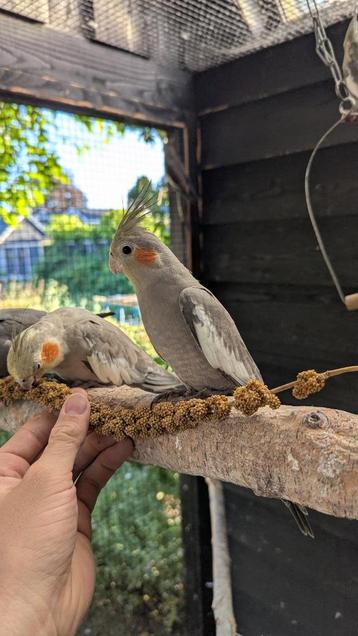 Jonge Valkparkiet wildkleur beschikbaar voor biedingen