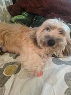 Met pijn in mijn hart op zoek naar een nieuw, liefdevol., Teef, Eén hond, 3 tot 5 jaar, Nederland