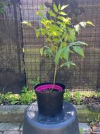 Toona sinensis Flamingo Chinese mahonie Uiensoepboom, Ophalen of Verzenden, Zuilboom, 400 cm of meer, Volle zon