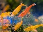 Sakura Orange Neo caridina, Kreeft, Krab of Garnaal