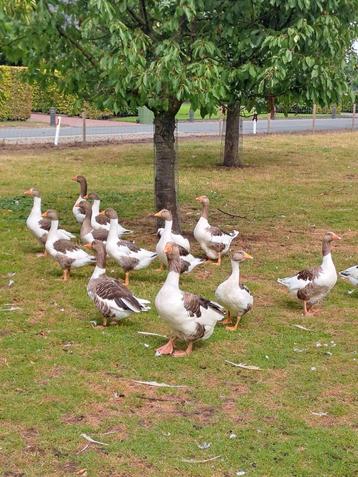 Bonte Twentse landgans te koop beschikbaar voor biedingen