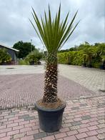 Yucca filifera 190cm t.e.a.b., Tuin en Terras, Planten | Tuinplanten, Volle zon, Vaste plant, Zomer, Ophalen