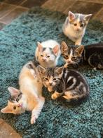 Europese korthaar kittens, Dieren en Toebehoren, Katten en Kittens | Overige Katten, Meerdere dieren, 0 tot 2 jaar