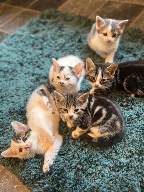 Europese korthaar kittens, Dieren en Toebehoren, Katten en Kittens | Overige Katten, Meerdere dieren, 0 tot 2 jaar