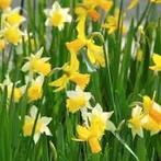 Narcissen bollen  100 stuks 10 euro, Tuin en Terras, Bloembollen en Zaden, Ophalen of Verzenden, Voorjaar, Volle zon