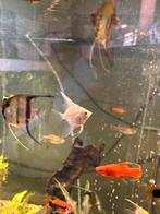 div jonge maanvissen mix, Vis, Zoetwatervis, Schoolvis