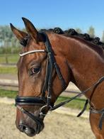 Super brave 3-jarige ruin (Fynch Hatton x Wynton) Zadelmak, Dieren en Toebehoren, Gechipt, Ruin, Dressuurpaard, Zadelmak