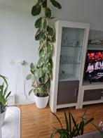ficus-elastica planten Meer dan 3 meter lang, Huis en Inrichting, Kasten | Vitrinekasten, Ophalen of Verzenden, Nieuw, 100 tot 150 cm