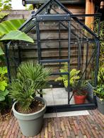 Chamaerops Humilis europese Dwergpalm, Tuin en Terras, Planten | Tuinplanten, Ophalen, Bloeit niet, Overige soorten, Volle zon