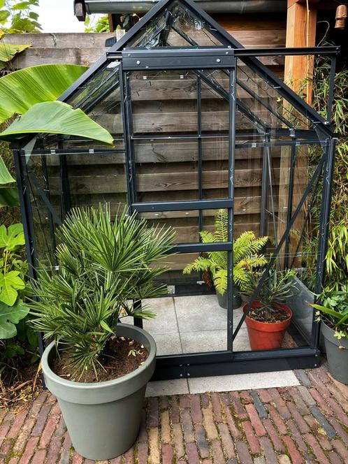 Chamaerops Humilis europese Dwergpalm, Tuin en Terras, Planten | Tuinplanten, Overige soorten, Volle zon, Bloeit niet, Ophalen
